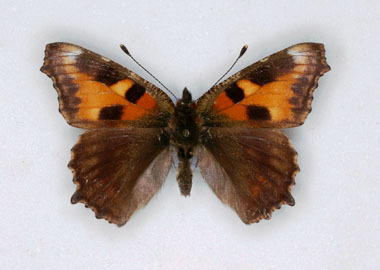 Aglais urticae cold shock abb (Internet Image property of respective owner, non-commercial use only)